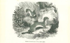 Hermelin – Original Lithographie von Paul Gervais – 1854