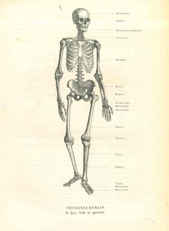 Antique Human Anatomical Skeleton - Original Lithograph by Paul Gervais - 1854