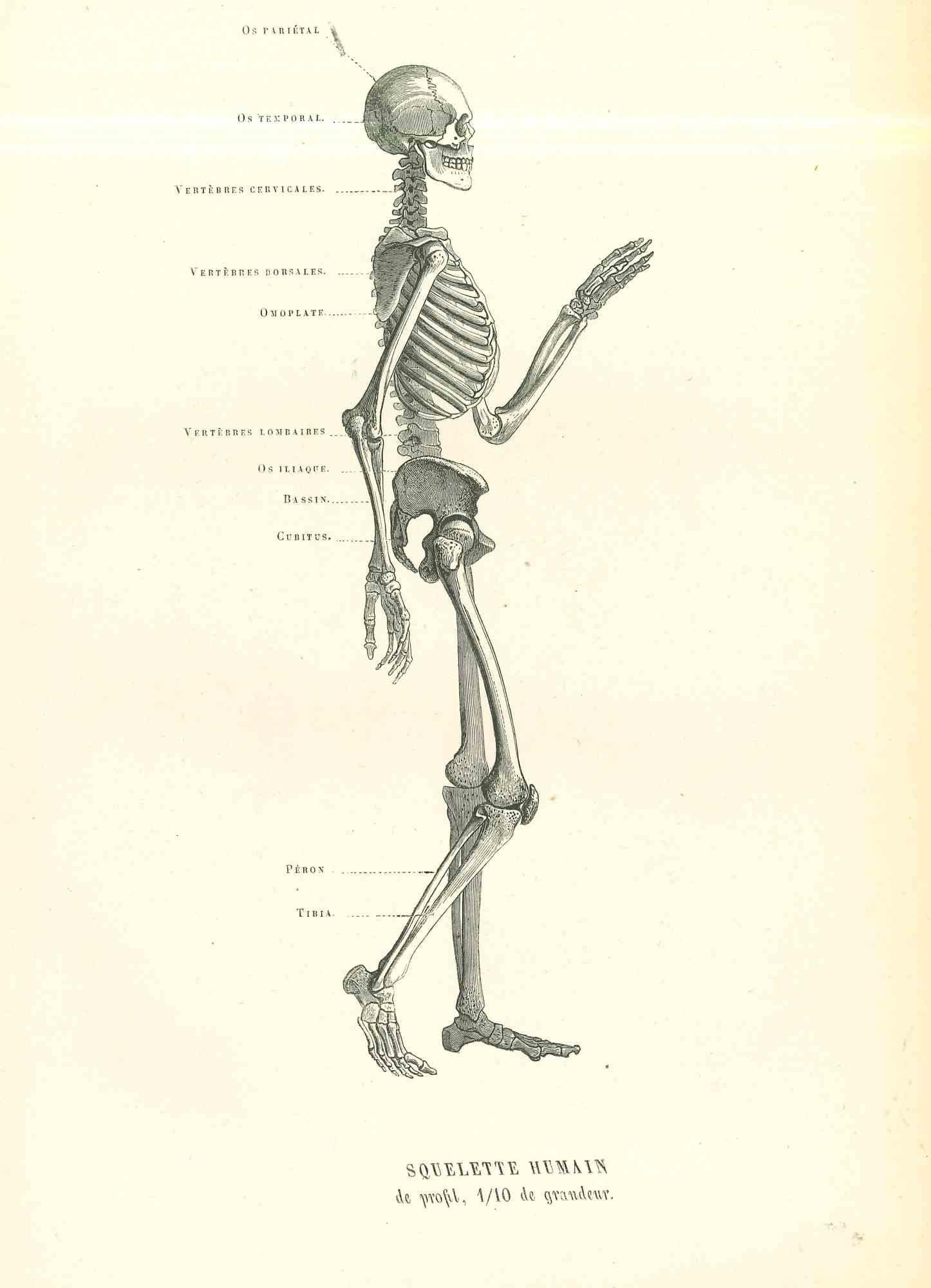 Squelette anatomique humain est une lithographie originale sur papier couleur ivoire, réalisée par Paul Gervais (1816-1879). L'œuvre est tirée de la série "Les Trois Règnes de la Nature", et a été publiée en 1854.

Bonnes conditions.

Titré sur le