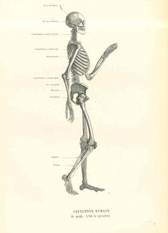 Squelette humain anatomique - Lithographie originale de Paul Gervais - 1854
