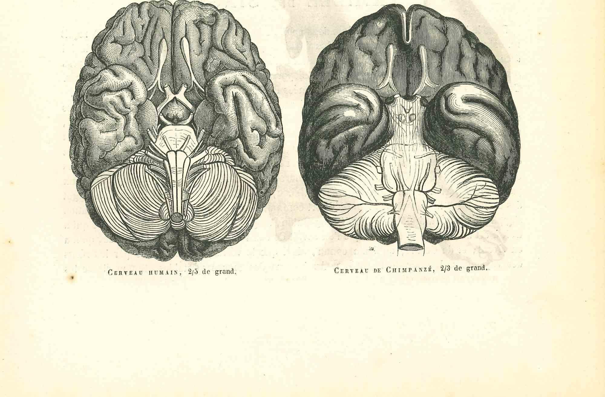 Animal Print Paul Gervais  - Brain d'homme VS Brain Of Chimpanzee ( Brain d'homme VS) - Lithographie de P. Gervais - 1854