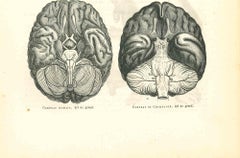 Human's Brain VS Brain Of Chimpanzee - Original Lithograph by P. Gervais - 1854