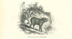 Capybare hydrochre - Lithographie de Paul Gervais - 1854