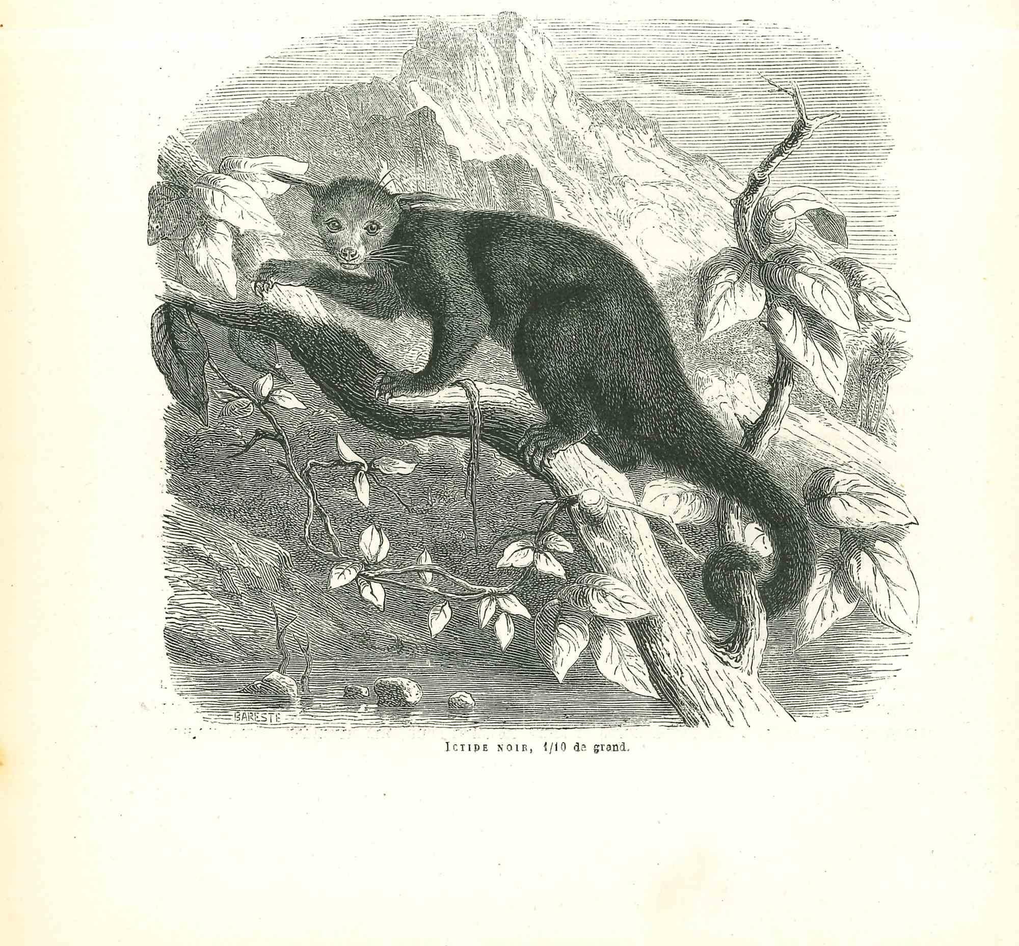 Paul Gervais  Figurative Print – Ictide Noir – Originallithographie von Paul Gervais, 1854