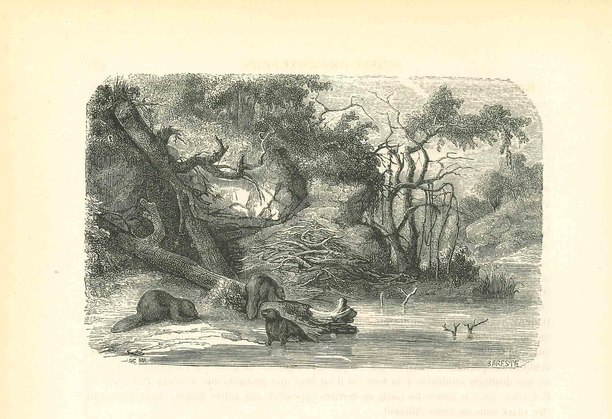 In The Forest is an original lithograph on ivory-colored paper, realized by Paul Gervais (1816-1879). The artwork is from The Series of "Les Trois Règnes de la Nature", and was published in 1854.

Good conditions.

With the notes on the rear.

The