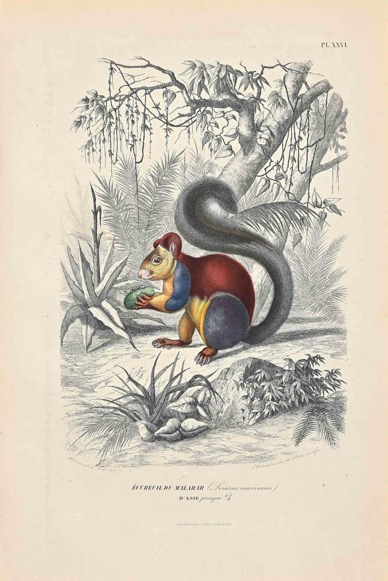 Ardilla gigante india es una litografía original sobre papel color marfil, realizada por Paul Gervais (1816-1879). La obra pertenece a la serie de "Les Trois Règnes de la Nature", y fue publicada en 1854.

Buen estado, salvo algunas