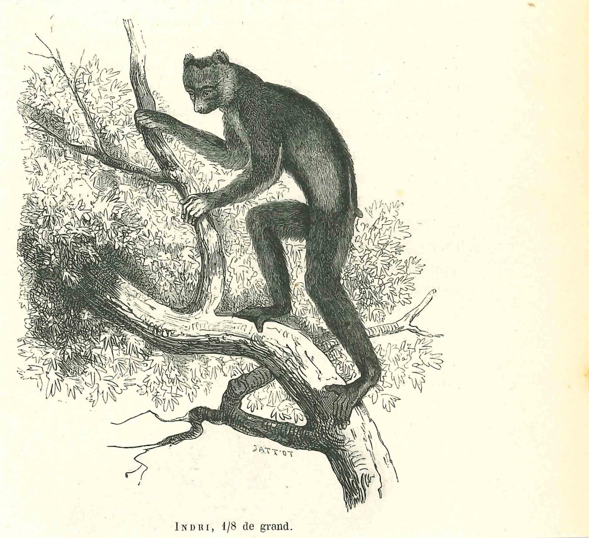 Indri – Originallithographie von Paul Gervais, 1854