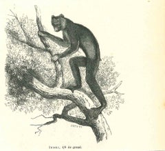Indri - Lithographie originale de Paul Gervais - 1854