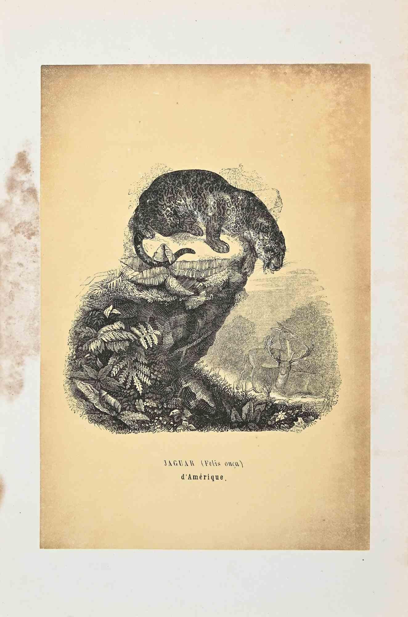 Jaguar is an original lithograph on ivory-colored paper, realized by Paul Gervais (1816-1879). The artwork is from The Series of "Les Trois Règnes de la Nature", and was published in 1854.

Good conditions except for some fixings and the sign of