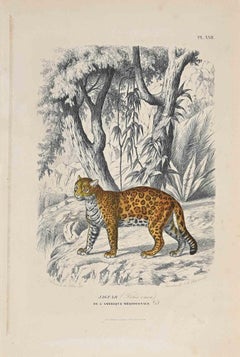 Jaguar - Original Lithograph by Paul Gervais - 1854