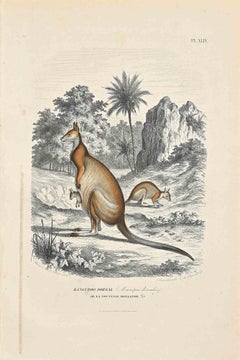 Kanguroo Dorsal - Original Lithograph by Paul Gervais - 1854
