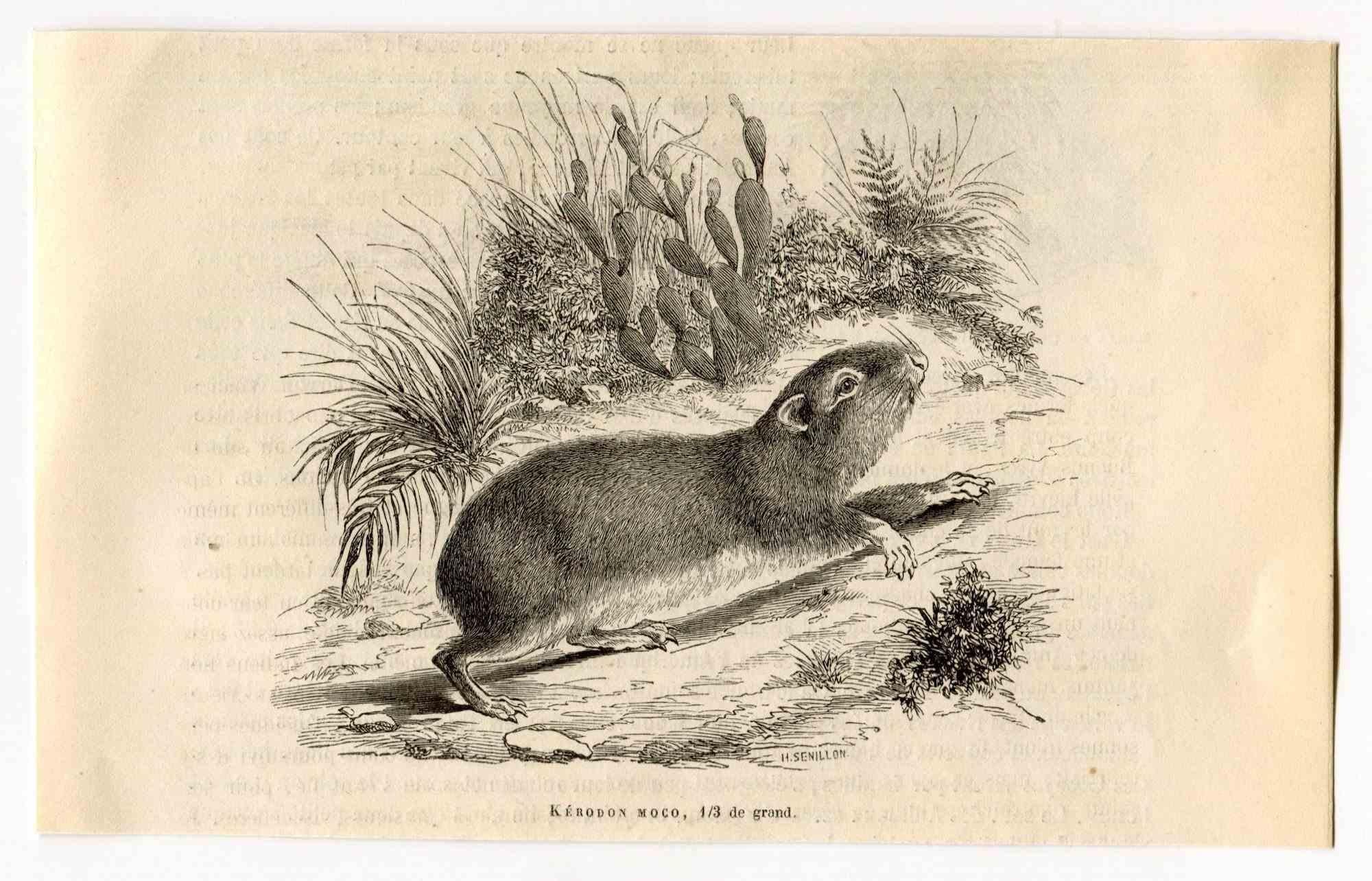 Kerodon is an original lithograph on ivory-colored paper, realized by Paul Gervais (1816-1879). The artwork is from The Series of "Les Trois Règnes de la Nature", and was published in 1854.

Good conditions.

Titled on the lower. With the notes on