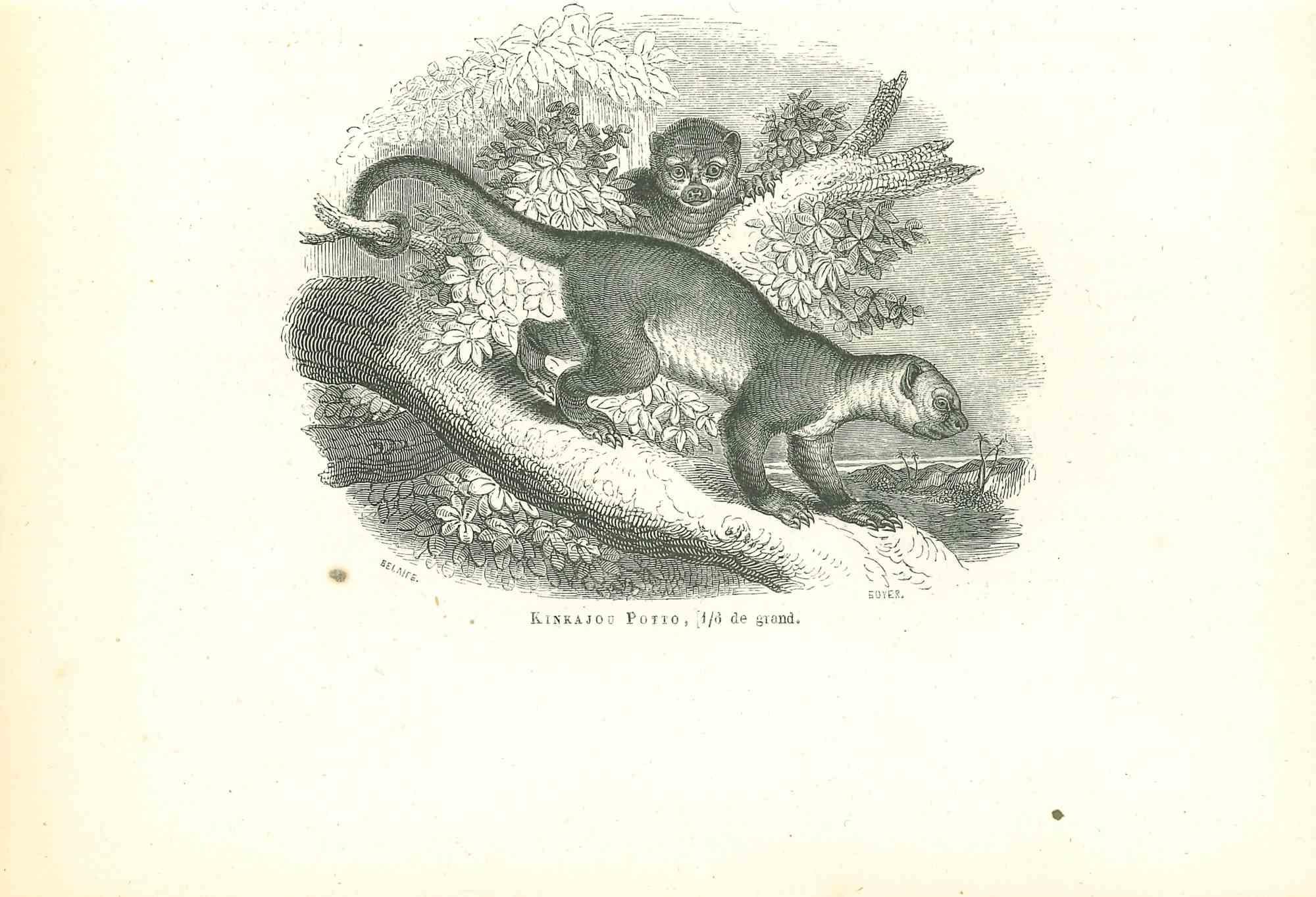 Kinkajou Potto è una litografia originale su carta color avorio, realizzata da Paul Gervais (1816-1879). L'opera è tratta dalla serie "Les Trois Règnes de la Nature" ed è stata pubblicata nel 1854.

Buone condizioni.

Titolato in basso. Con le note