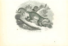 Kinkajou Potto – Originallithographie von Paul Gervais, 1854