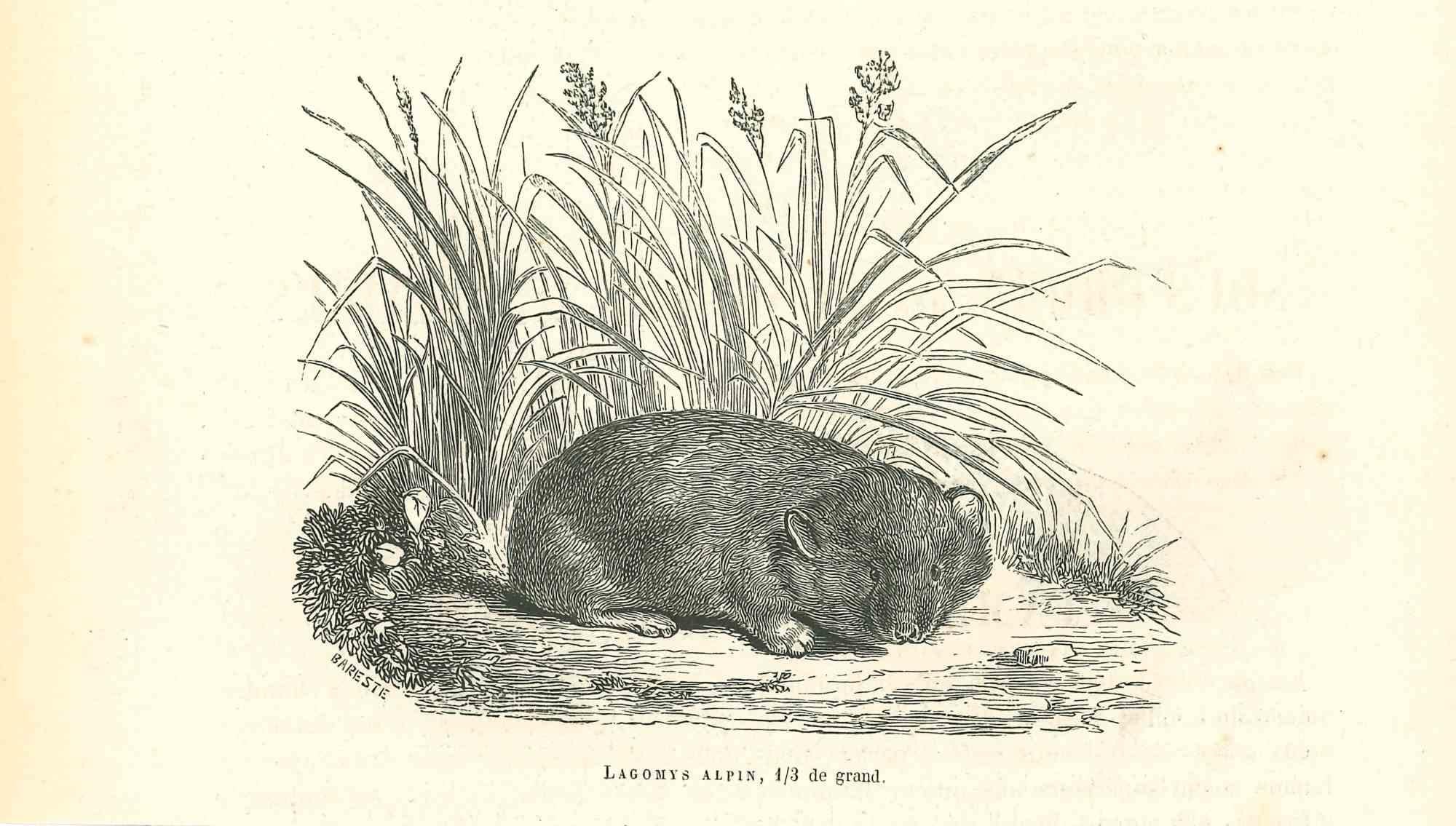 Lagomys Alpin est une lithographie originale sur papier couleur ivoire, réalisée par Paul Gervais (1816-1879). L'œuvre est tirée de la série "Les Trois Règnes de la Nature", et a été publiée en 1854.

Bonnes conditions.

Titré sur le bas. Avec les