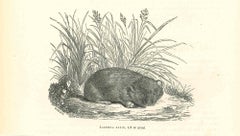 Lagomys Alpin - Lithographie von Paul Gervais – 1854