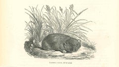 Lagomys Alpin - Lithograph by Paul Gervais - 1854