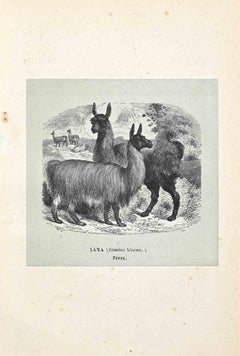 Lama - Originallithographie von Paul Gervais - 1854