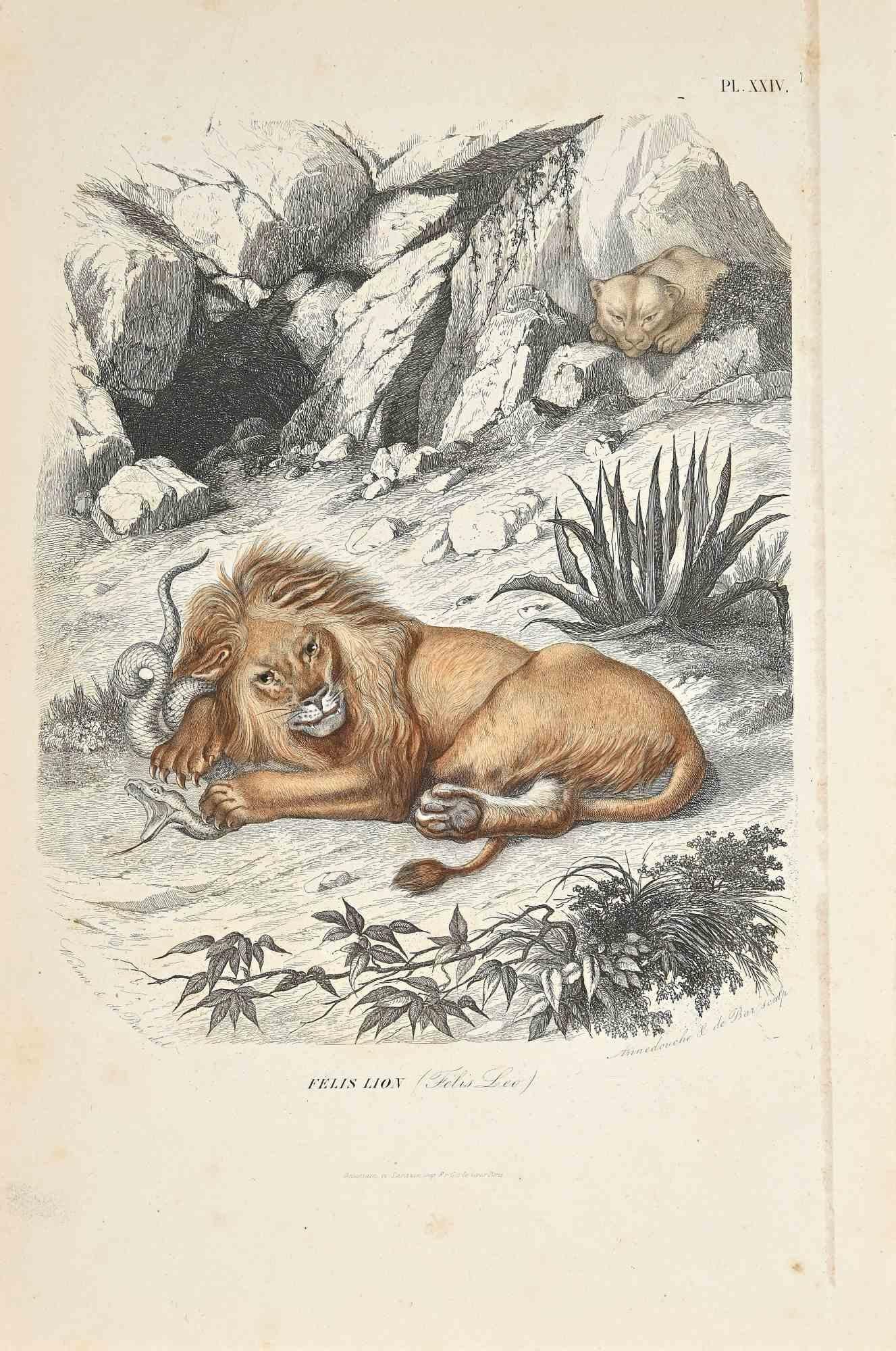 Lions is an original lithograph on ivory-colored paper, realized by Paul Gervais (1816-1879). The artwork is from The Series of "Les Trois Règnes de la Nature", and was published in 1854.

Good conditions except for some fixings.

Titled on the