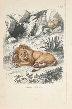 Lions - Original Lithograph by Paul Gervais - 1854