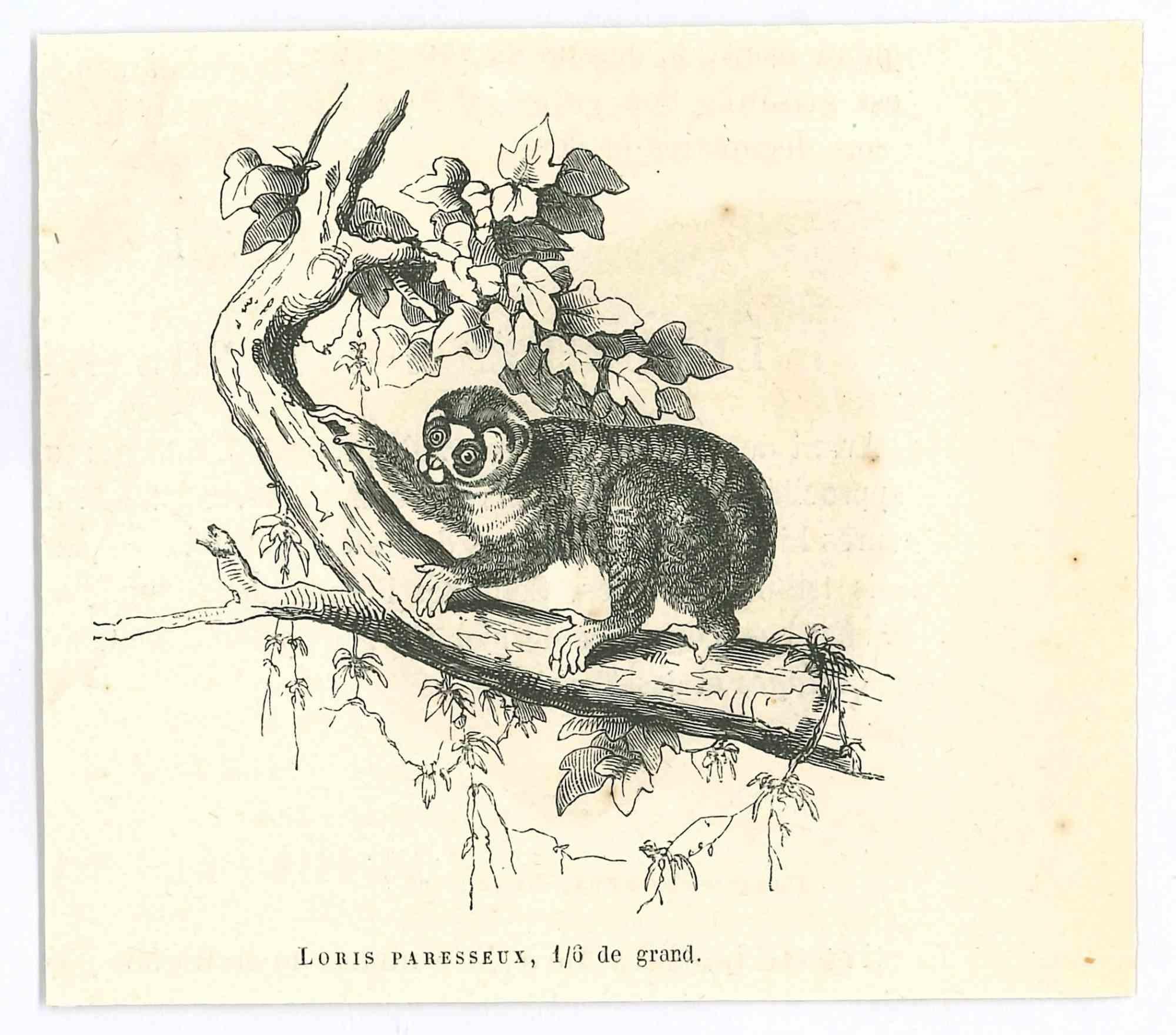 Loris Paresseux - Litografia originale di Paul Gervais - 1854