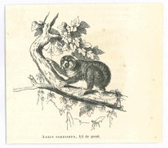 Loris Paresseux - Lithographie originale de Paul Gervais - 1854