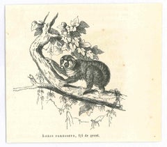 Loris Paresseux - Litografia originale di Paul Gervais - 1854