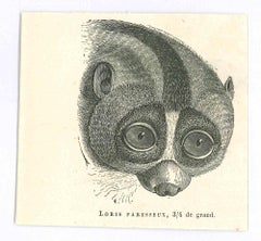 Loris Paresseux - Original Lithograph by Paul Gervais - 1854