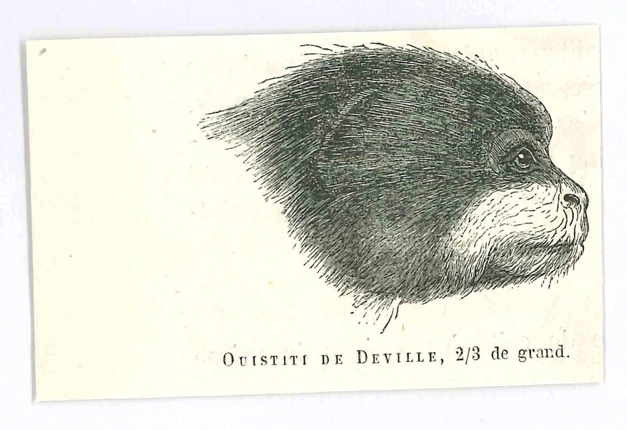Marmosets is an original lithograph on ivory-colored paper, realized by Paul Gervais (1816-1879). The artwork is from The Series of "Les Trois Règnes de la Nature", and was published in 1854.

Good conditions.

Titled on the lower. With the notes on