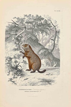 Antique Marmot of Quebec - Original Lithograph by Paul Gervais - 1854