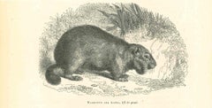 Marmotte Des Alpes – Originallithographie von Paul Gervais, 1854