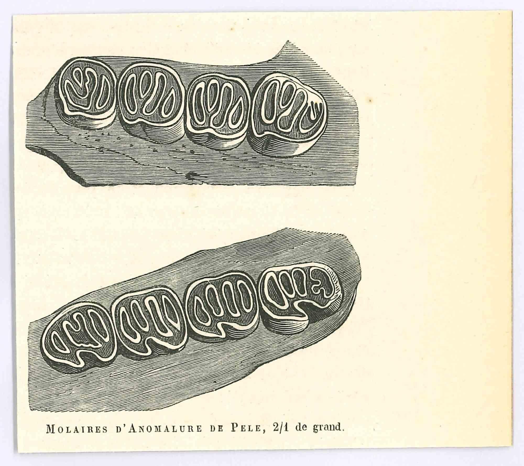 Lithograph on ivory-colored paper, realized by Paul Gervais (1816-1879). The artwork is from The Series of "Les Trois Règnes de la Nature", and was published in 1854.

Good conditions.

Titled on the lower. With the notes on the rear.

The series of