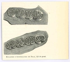 Molaires d'Anomale de Pelé - Lithograph by Paul Gervais - 1854