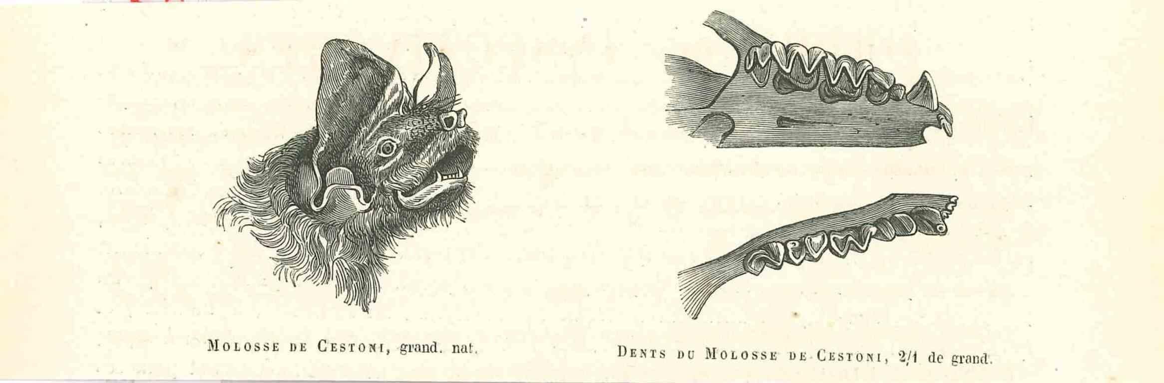 Lithographie sur papier ivoire, réalisée par Paul Gervais (1816-1879). L'œuvre est tirée de la série "Les Trois Règnes de la Nature", et a été publiée en 1854.

Bonnes conditions.

Titre sur la partie inférieure. Avec les notes au verso.

La série