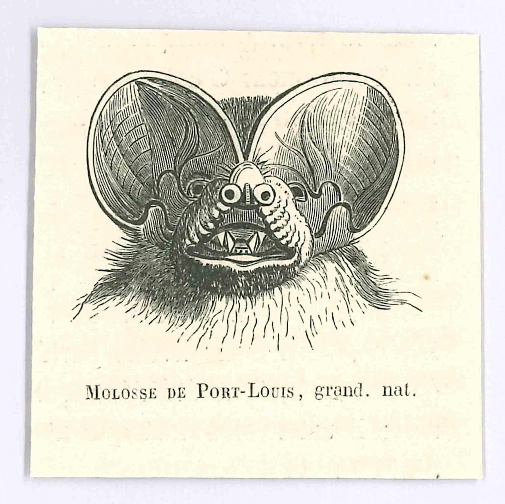 Molosse- Original Lithograph by Paul Gervais - 1854