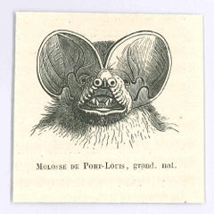 Molosse - Lithographie originale de Paul Gervais - 1854