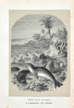 Antique Monk Seals - Original Lithograph by Paul Gervais - 1854