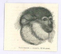 Monkey - Lithograph by Paul Gervais - 1854