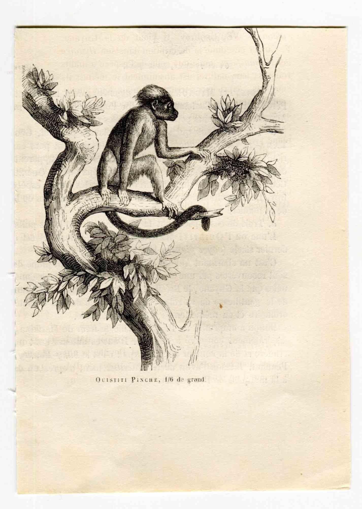 Monkey - Lithograph by Paul Gervais - 1854