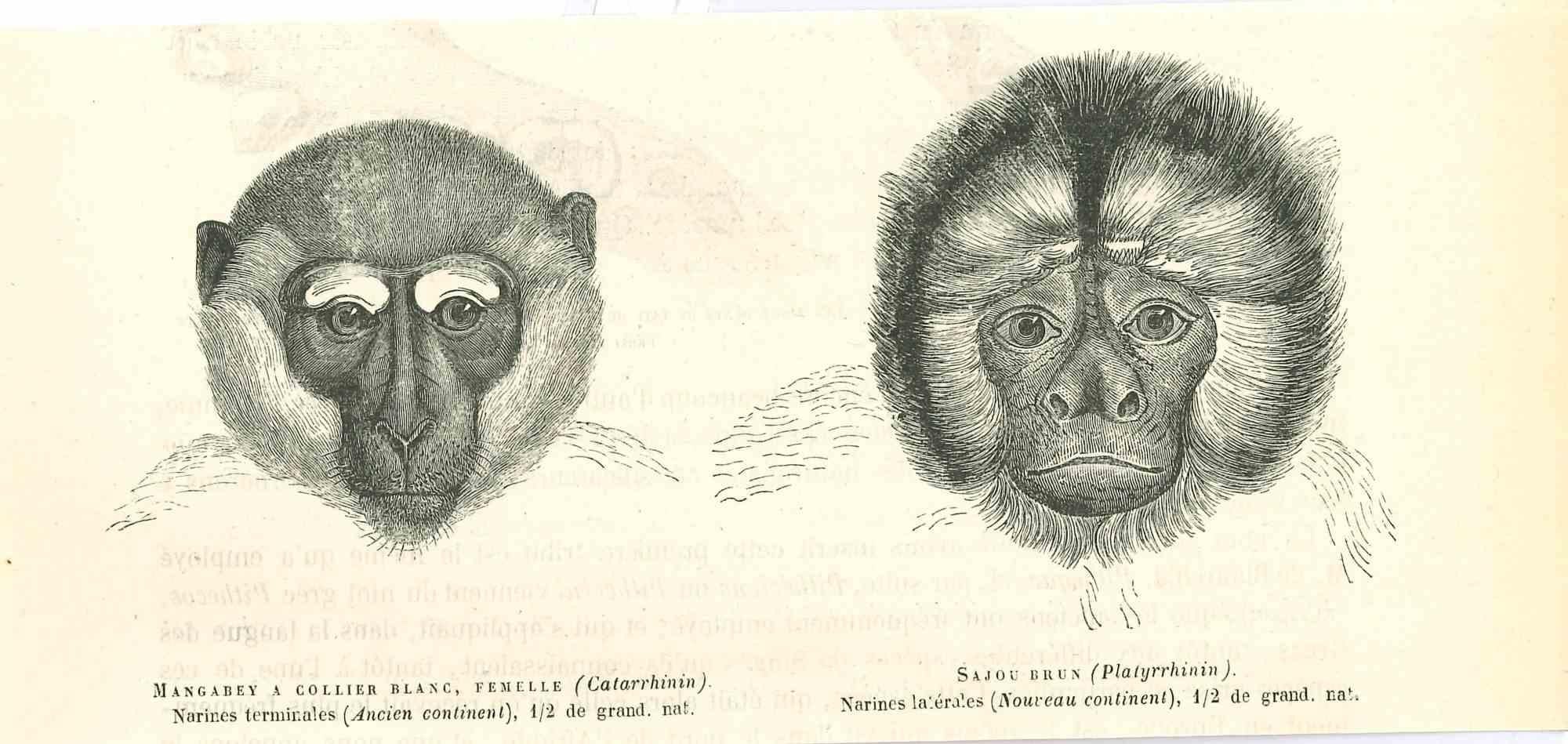 Monkeys is an original lithograph on ivory-colored paper, realized by Paul Gervais (1816-1879). The artwork is from The Series of "Les Trois Règnes de la Nature", and was published in 1854.

Good conditions.

Titled on the lower. With the notes on