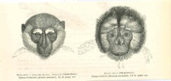 Monkeys - Original Lithograph by Paul Gervais - 1854