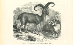 Antique Mouflon - Original Lithograph by Paul Gervais - 1854