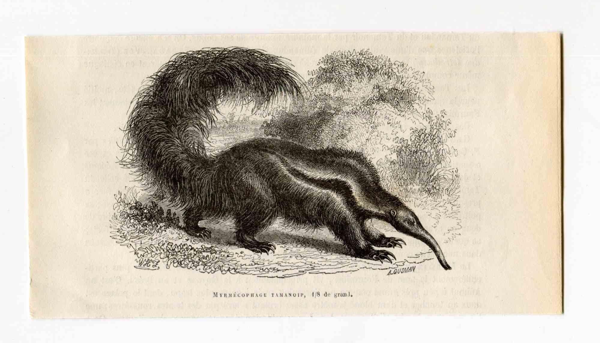 alfred the anteater