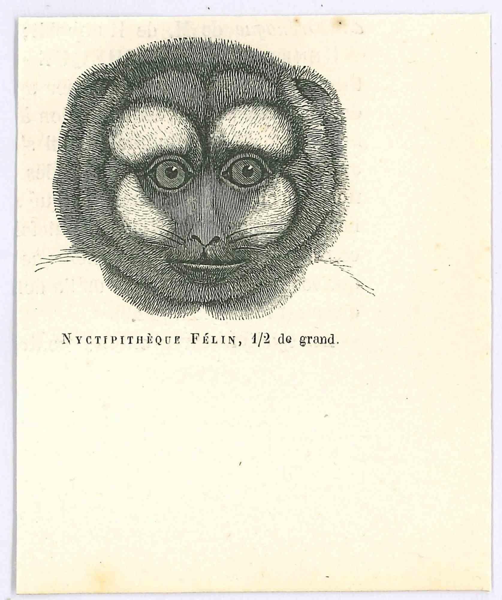 Night Monkey is an original lithograph on ivory-colored paper, realized by Paul Gervais (1816-1879). The artwork is from The Series of "Les Trois Règnes de la Nature", and was published in 1854.

Good conditions.

Titled on the lower. With the notes