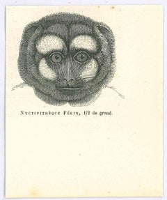 Antique Night Monkey - Lithograph by Paul Gervais - 1854