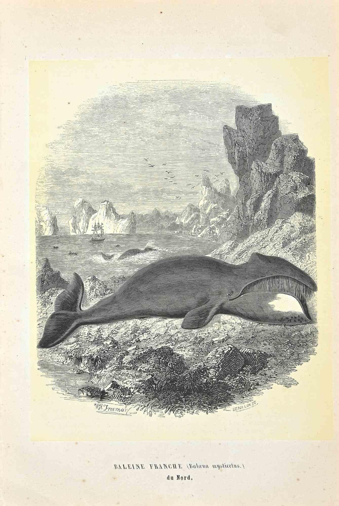 North Atlantic Right Whale is an original lithograph on ivory-colored paper, realized by Paul Gervais (1816-1879). The artwork is from The Series of "Les Trois Règnes de la Nature", and was published in 1854.

Good conditions except for some