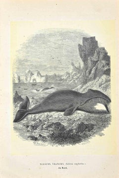 North Atlantic Right Whale - Original Lithograph by Paul Gervais - 1854