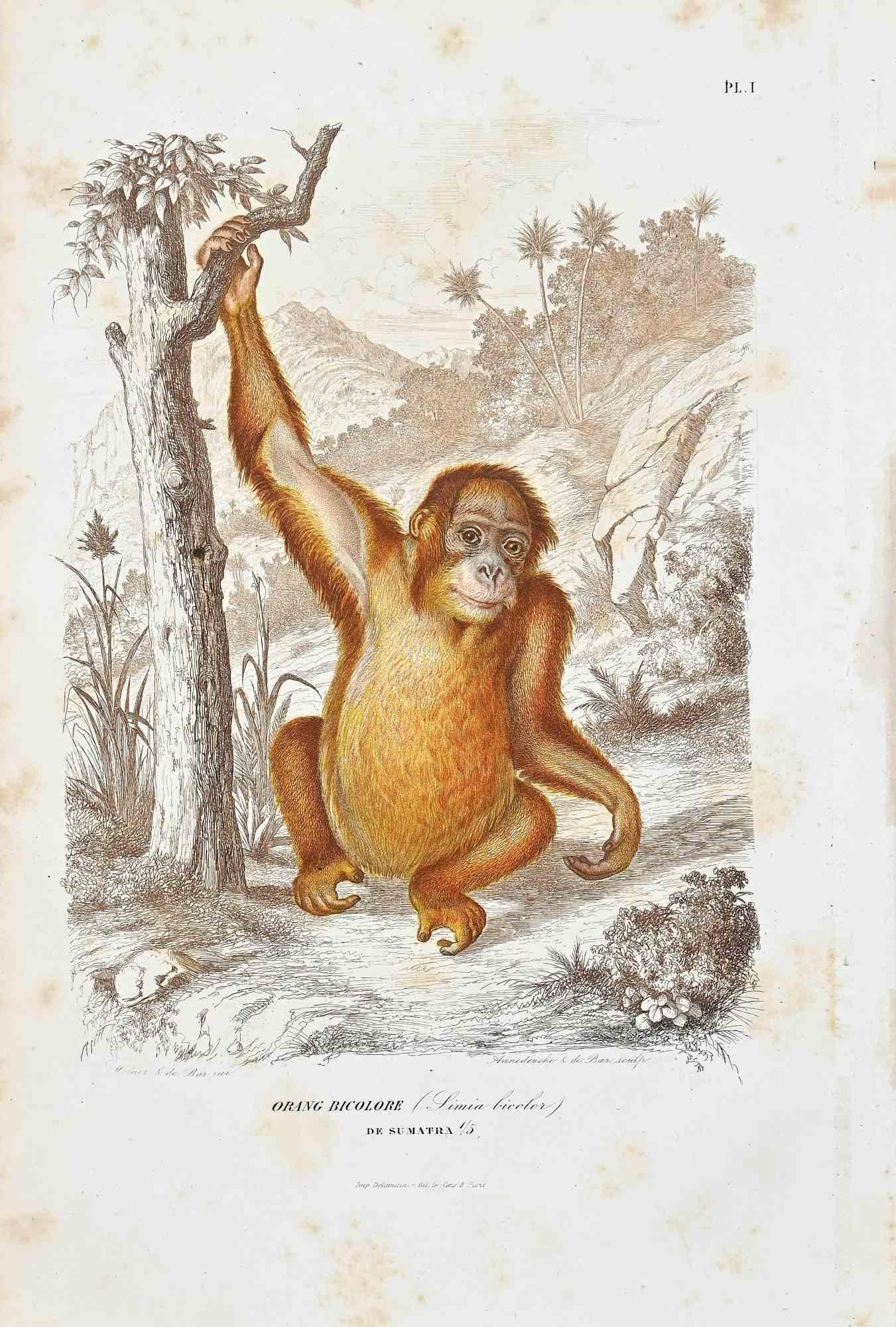 Orang Bicolore è una litografia originale su carta color avorio, realizzata da Paul Gervais (1816-1879). L'opera è tratta dalla serie "Les Trois Règnes de la Nature" ed è stata pubblicata nel 1854.

Buone condizioni, tranne che per alcuni