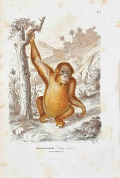 Orang Orange Bicolore – Originallithographie von Paul Gervais – 1854
