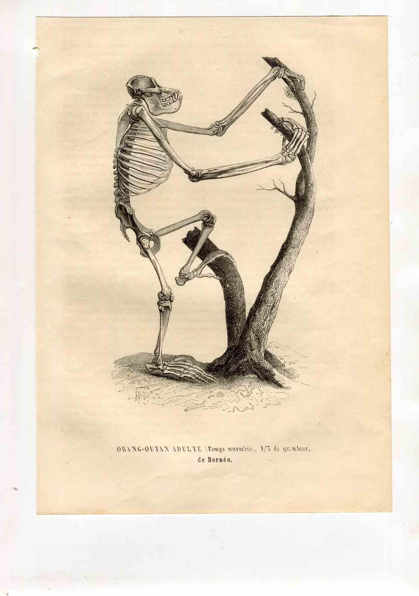 Paul Gervais  Figurative Print – Orang-Outan – Lithographie von Paul Gervais, 1854